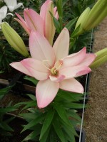 [5697 DJ LA-08 No02.JPG]